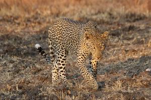 Leopard in Selous Game Reserve, Namkongo