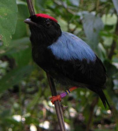 Male Lance-Tailed Manakin