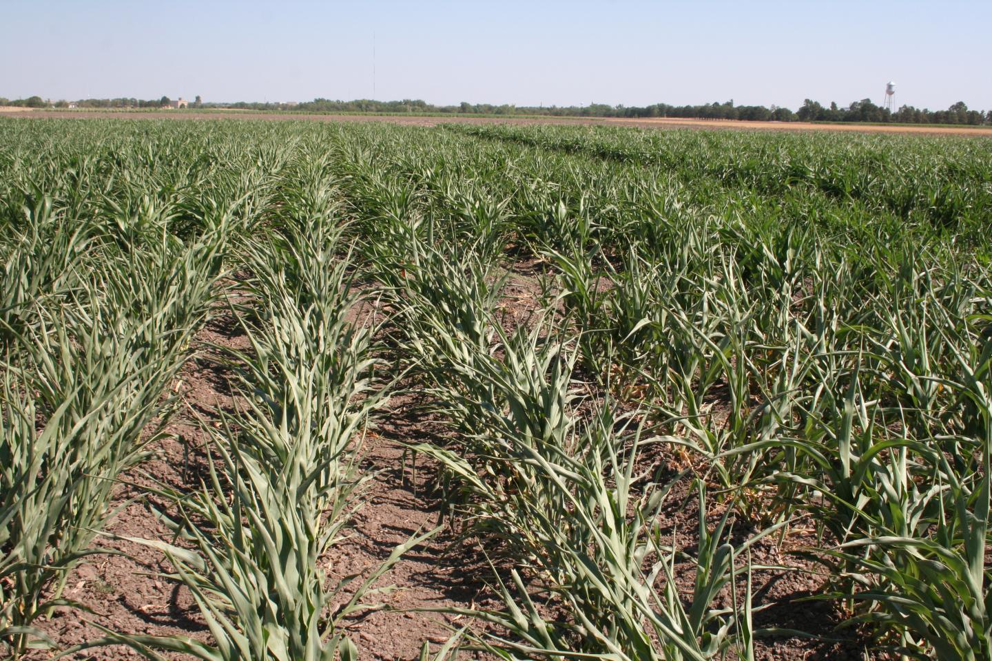 Sorghum Field