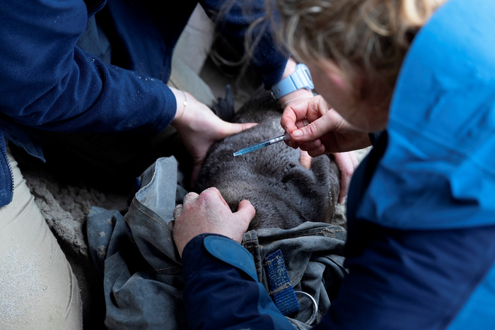 Administering ivermectin to sea lions
