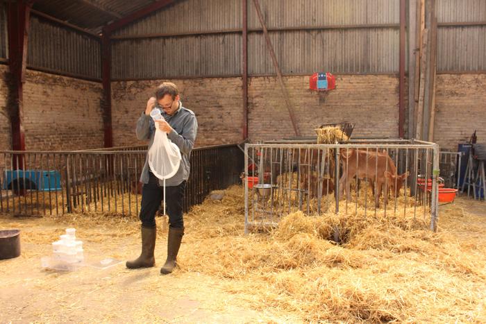 Henrik De Fine Licht collecting flies in a cattle barn