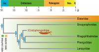 Systematic Position of <i>Cretophengodes azari</i>