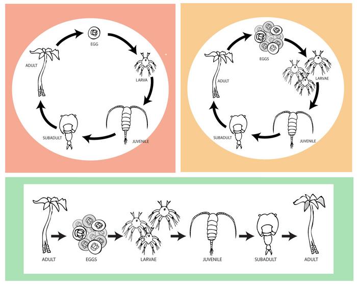 How Small Changes Make a Big Difference in Life Cycle Diagrams