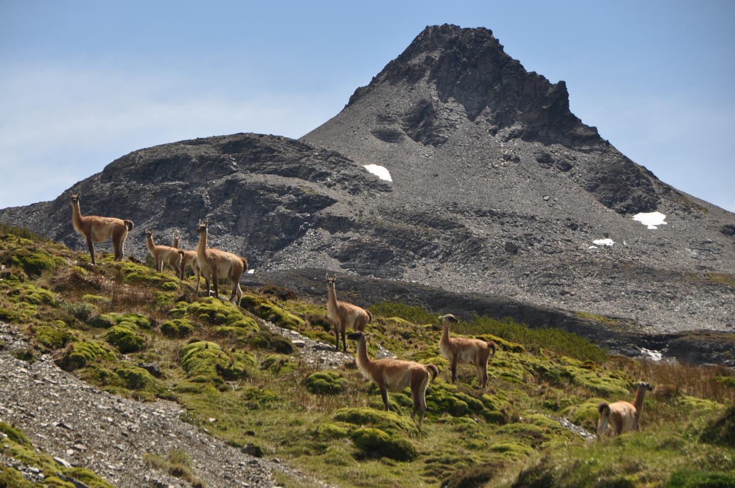 Guanacos