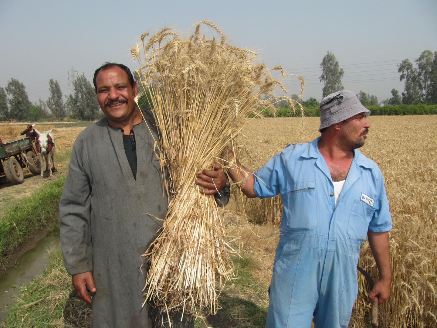 Farmer in Al-Sharkia, Egypt, Enjoys Higher Wheat Yield with Less Irrigation Water Use