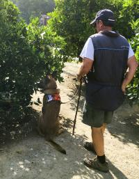 Dog Detecting Citrus Greening in Citrus Trees