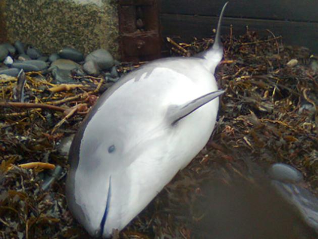 Harbor Porpoise