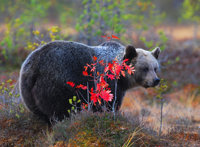 Global survey of attacks by large carnivores reveals distinct patterns in low- and high-income countries