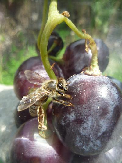 European Honey Bee on Grapes Containing Resveratrol