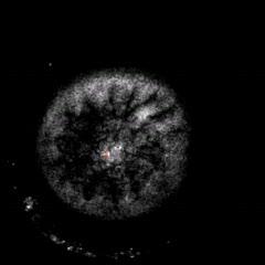 Watching the Zebrafish Cells Divide (8 of 17)