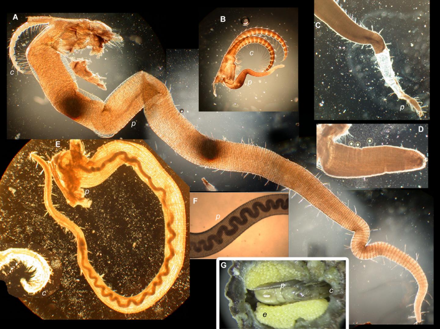 Barnacle Reproductive Organs