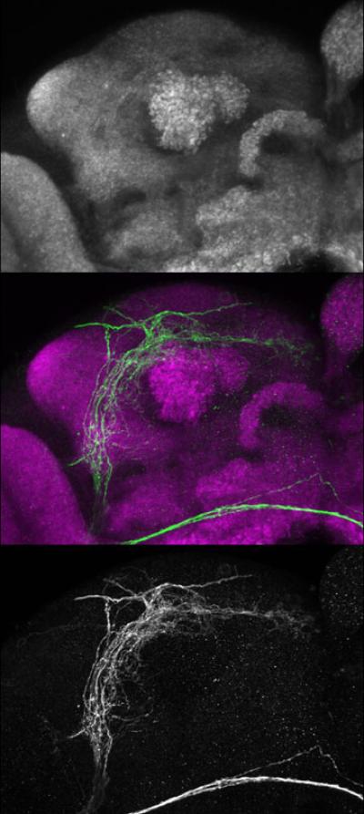 More Drivers than We Thought f [IMAGE] | EurekAlert! Science News Releases