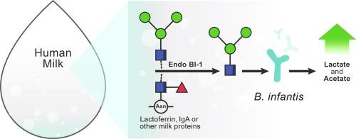 Human Milk and B. Infantis