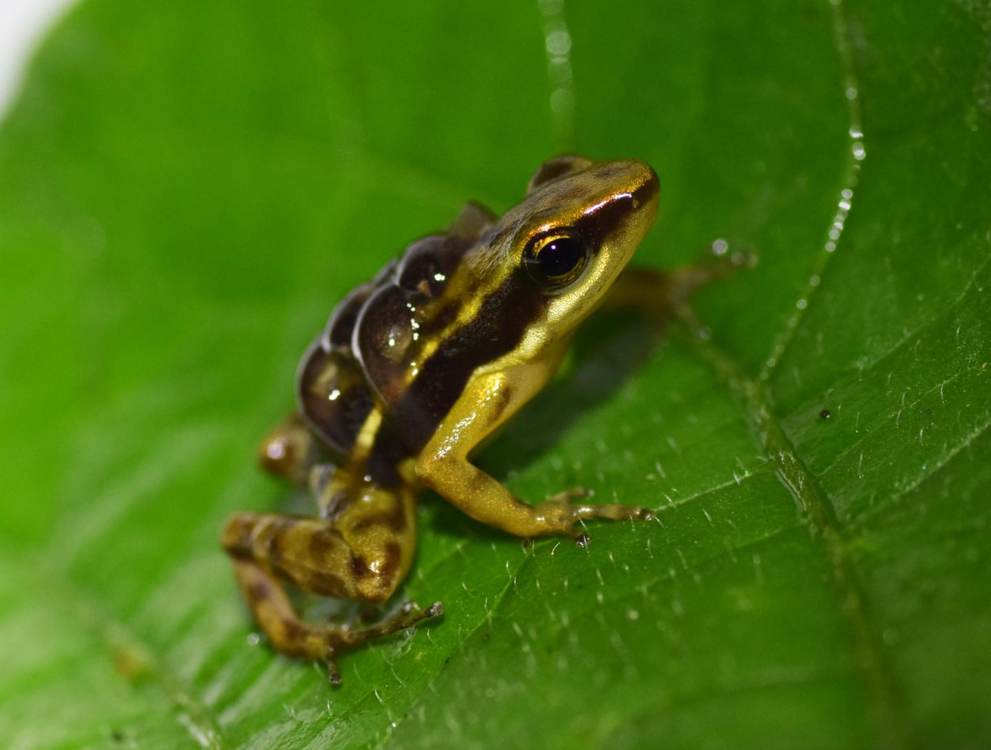 The 'Paradox' of Poisonous Frog Resistance against Their Own Toxins Explained (6 of 16)