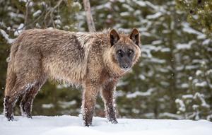 Yellowstone National Park. Wolf.