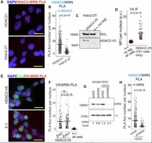 Werner syndrome RECQ helicase participates in and directs maintenance of the protein complexes of constitutive heterochromatin in proliferating human cells