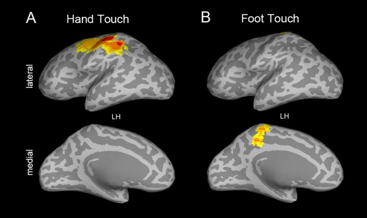 Where Touch is Processed in the Brain