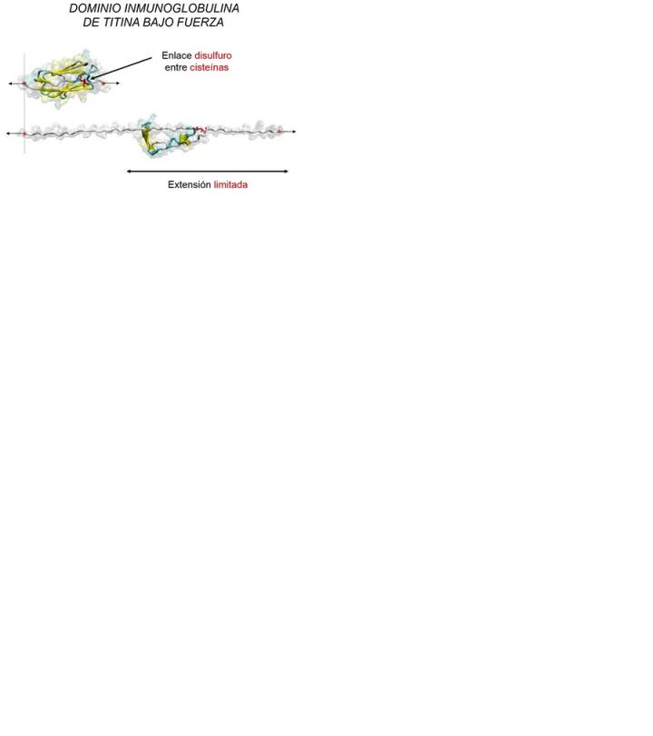 Titin [IMAGE] | EurekAlert! Science News Releases