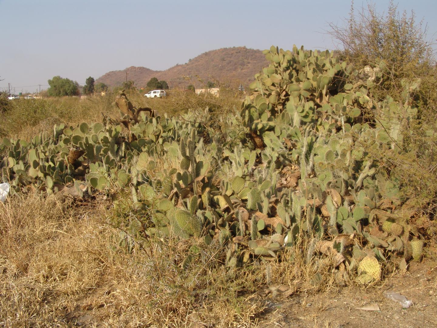 Cactus (Opuntia Ficus-Indica) Infestation