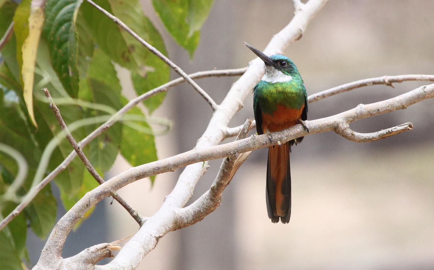 Rufous-tailed Jacamar (<i>Galbula ruficauda</i>)
