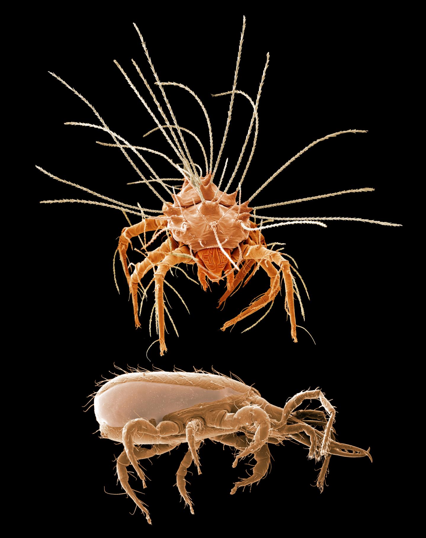 New research shows that mites and ticks are close relatives | Science Codex