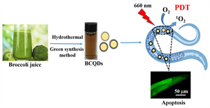 Easy and High-throughput Model Provided for Evaluating Efficiency of Photodynamic Agent