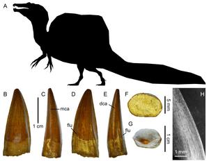 Spinosaurus teeth