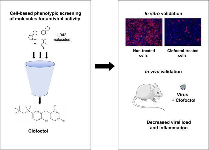 Repurposed antibiotic may be an effective therapeutic in COVID-19 infected mice