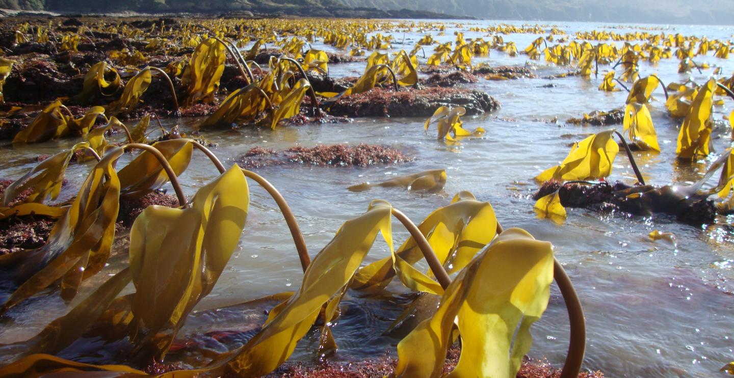 Kelp Forest