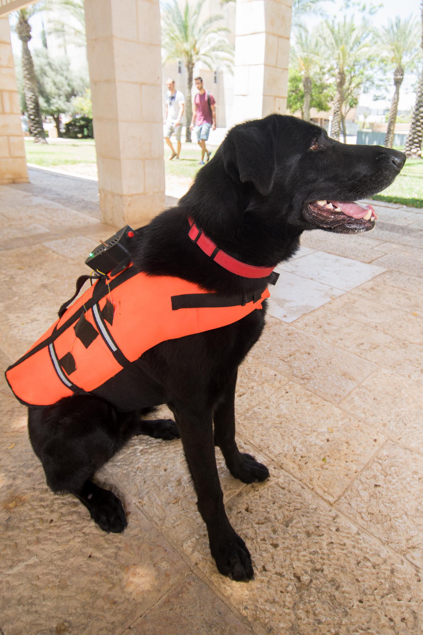 Dogs Can Be Trained to Respond to Haptic Vibration Commands