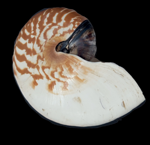 Lateral view of Nautilus samoaensis