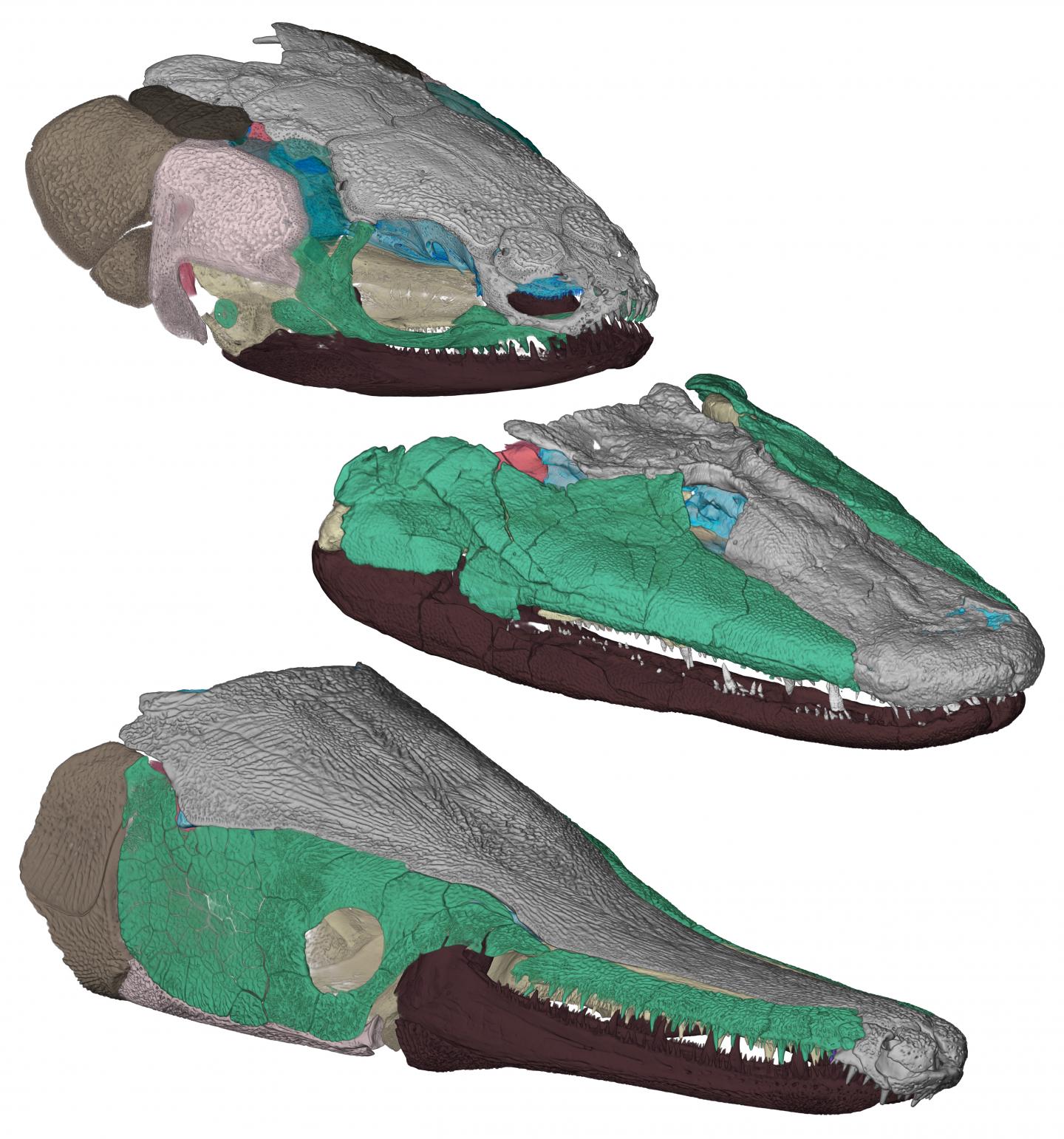Tiktaalik roseae (middle) and two modern analogs (ornate bichir (top) and alligator gar (bottom)) have expandable skulls.