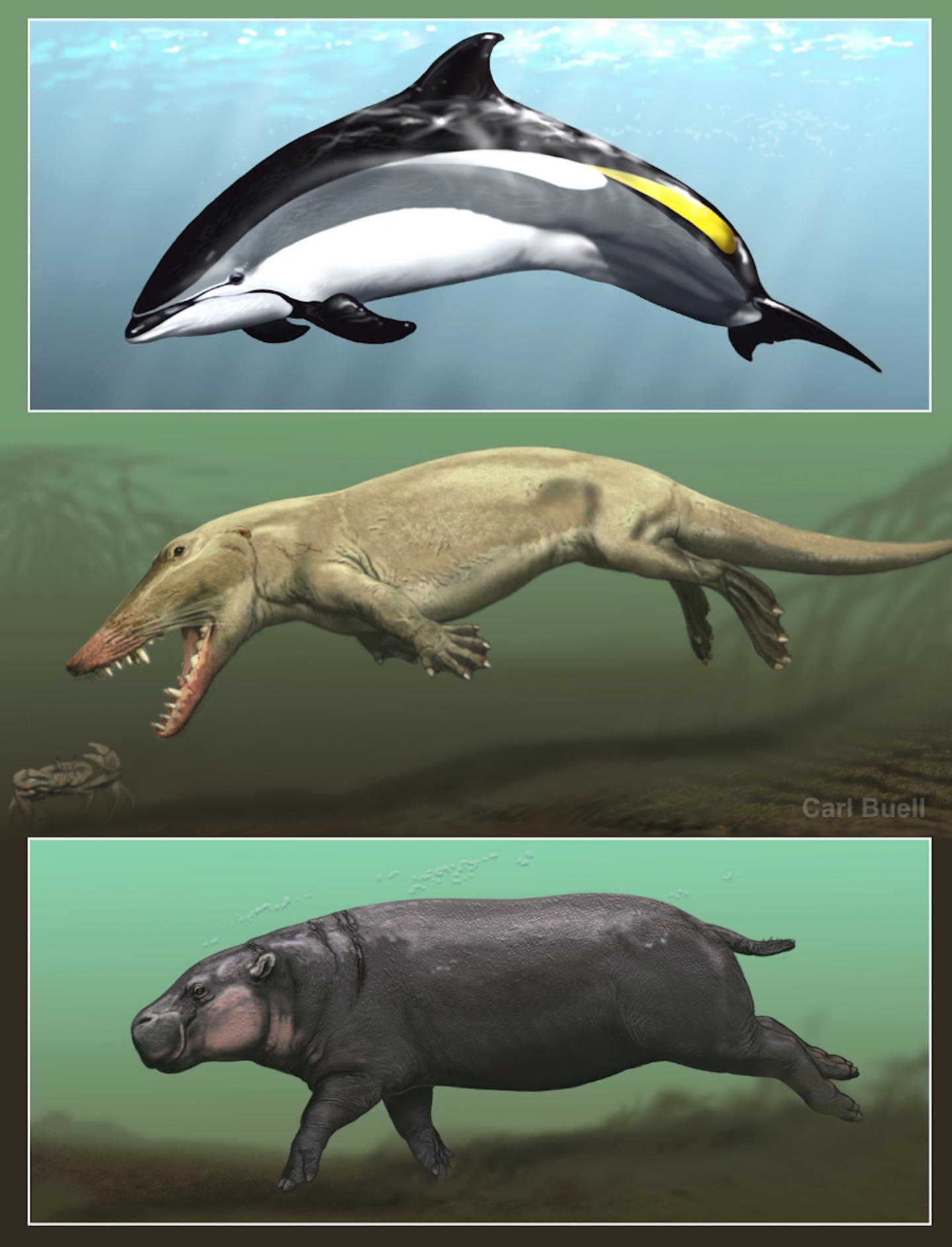 Cetacean hippo ancestor