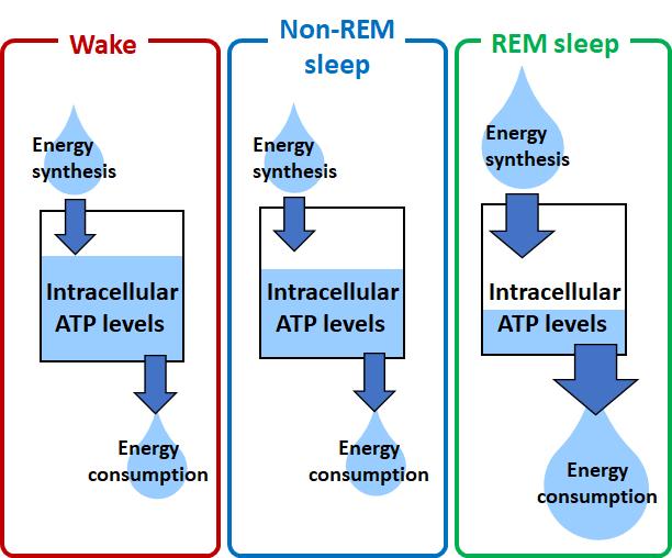 Intracellular Atp Levels Image Eurekalert Science News Releases