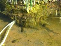 Tadpoles in Floating Wetland
