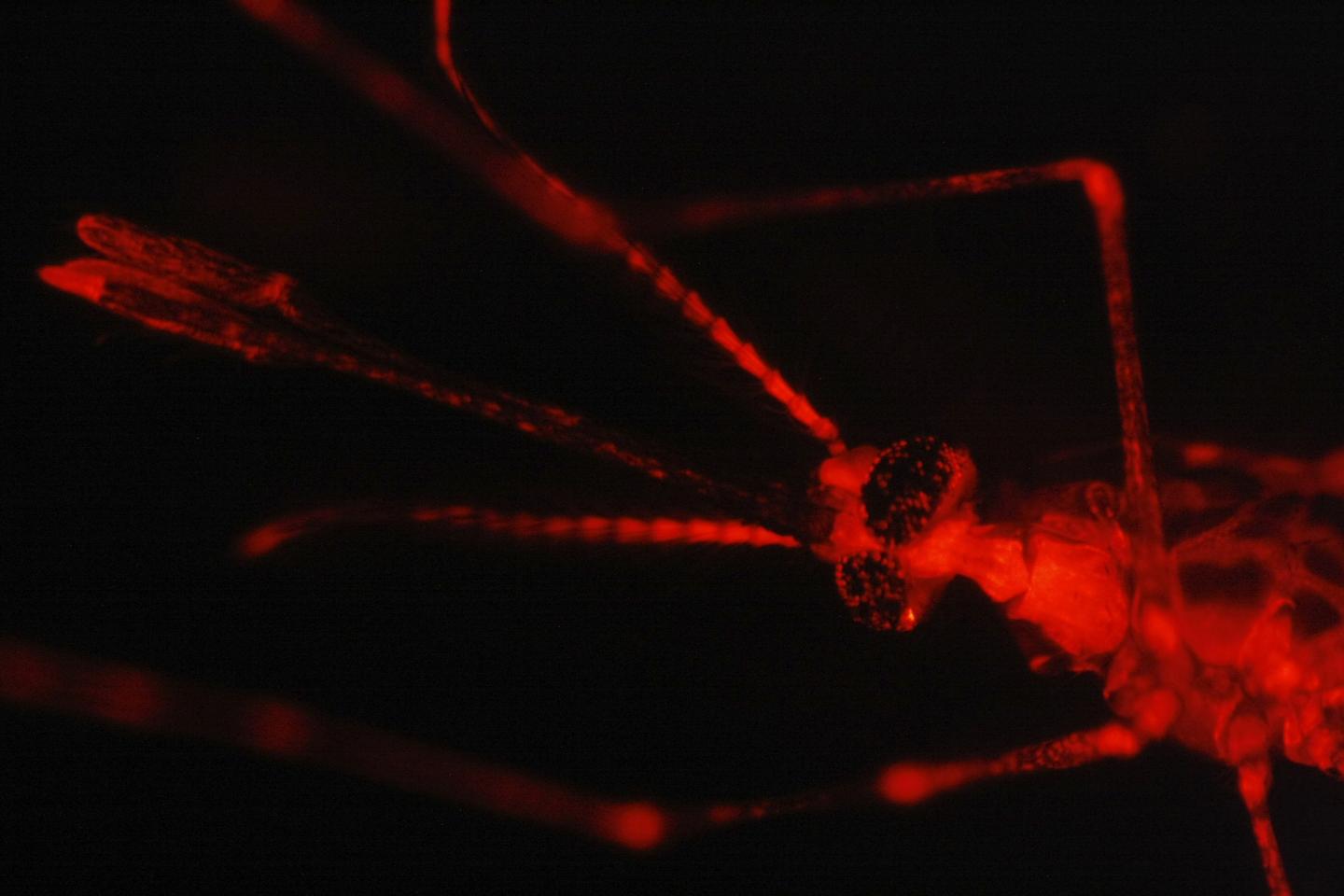 Functional Genetic Analysis in <i>Anopheles gambiae</i>