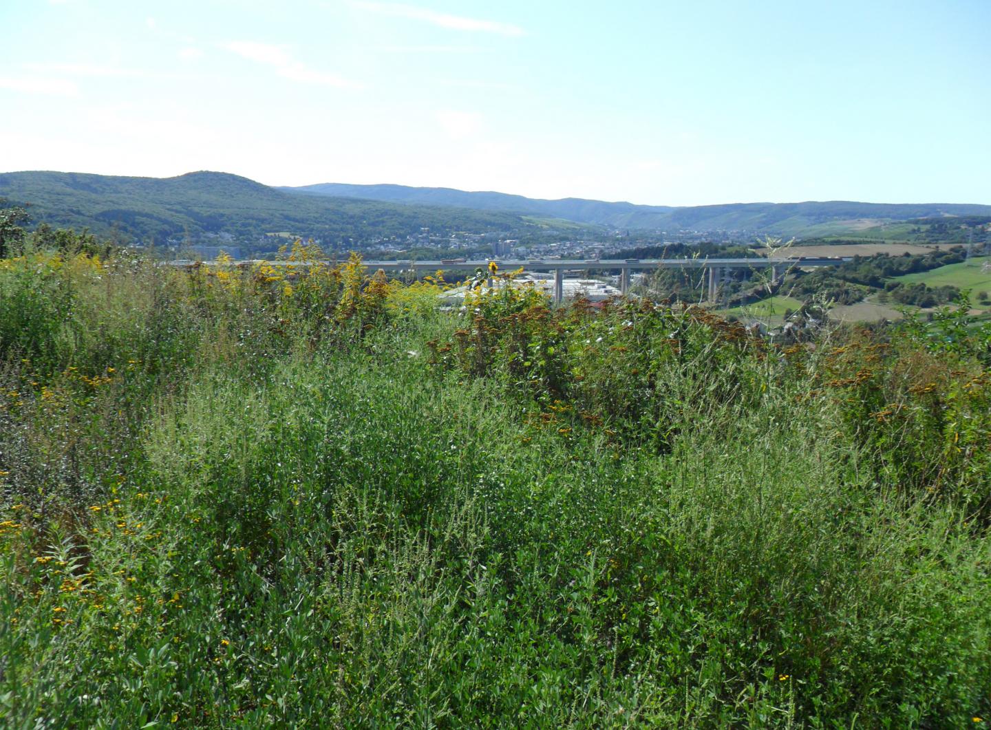 One of the Sampled Locations, Middle River Rhine Valley