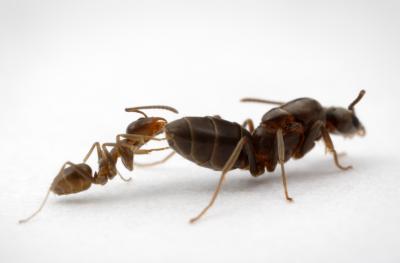 Argentine Ant: Worker and Queen