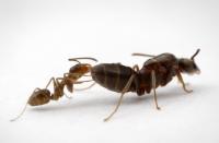 Argentine Ant: Worker and Queen