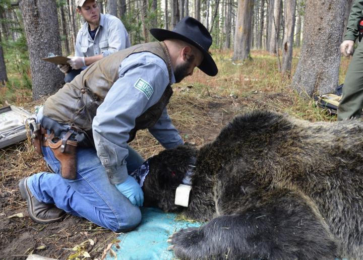 Tracking Grizzlies by GPS