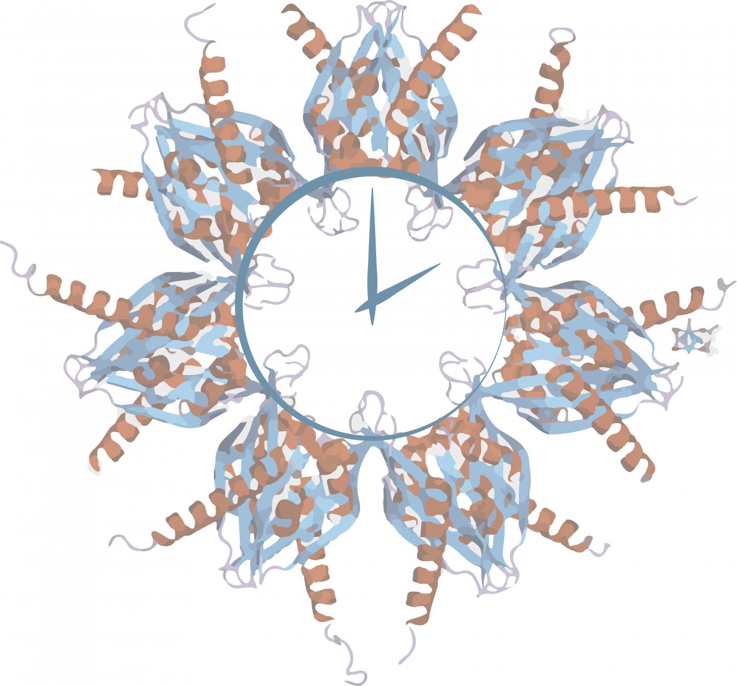 Alternative Splicing Variants
