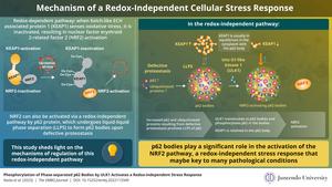 Researchers in Japan unravel the mechanisms of redox-independent NRF2 stress response