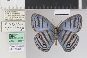 Caeruleuptychia harrisi