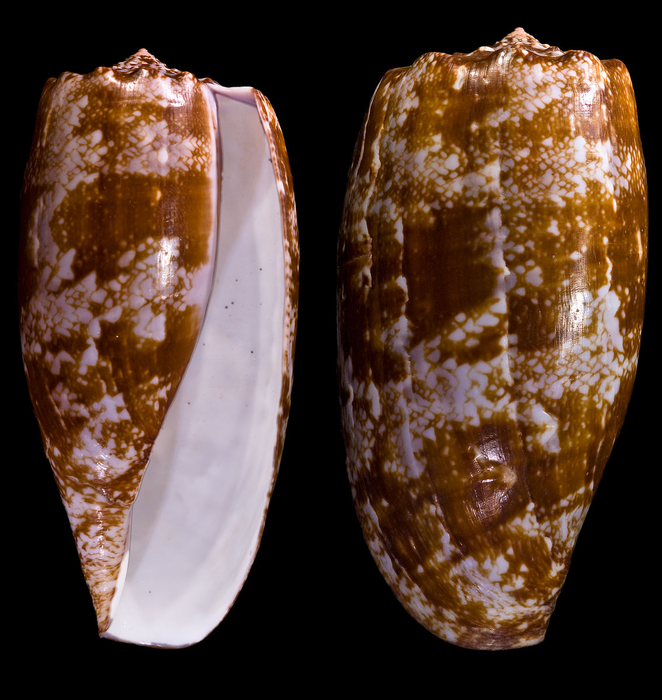 Cone snail shell