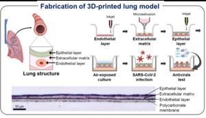 Microstructure of the lung model and demonstrating how 3D bioprinting can be utilized to create airway models