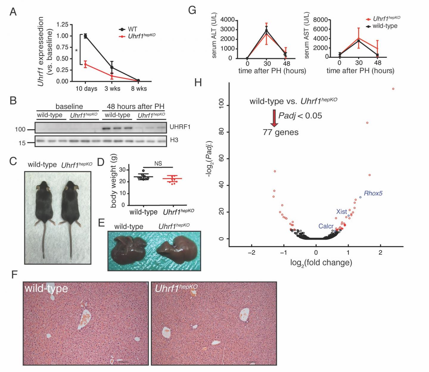 Cartoon Illustration 