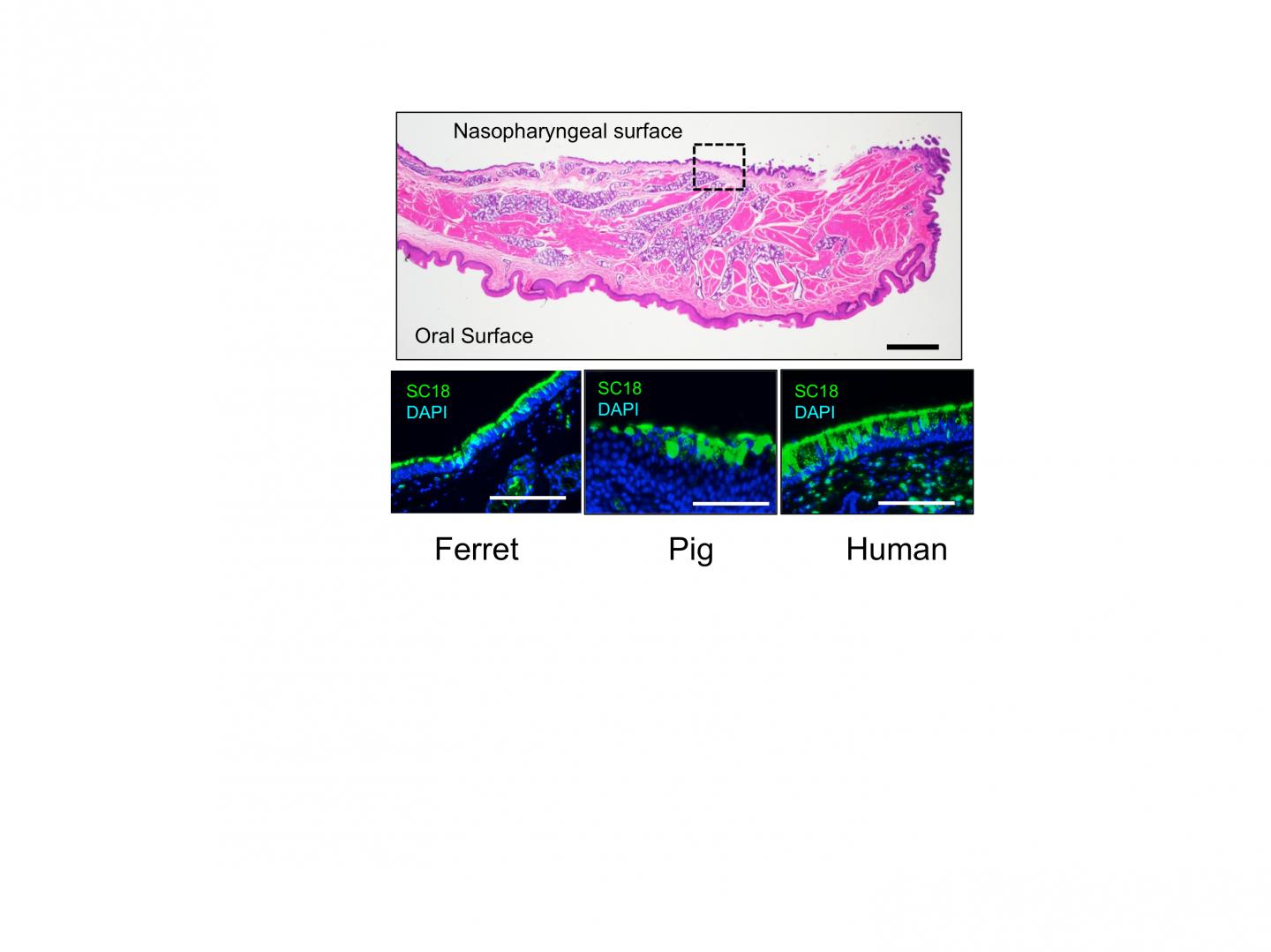 Soft Palate Micrographs