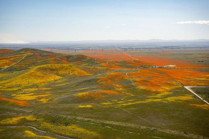 Desert Bloom