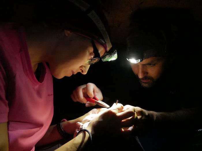 Improving protection for the world's smallest and most elusive seabirds