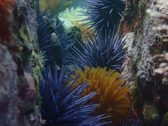 Purple sea urchins